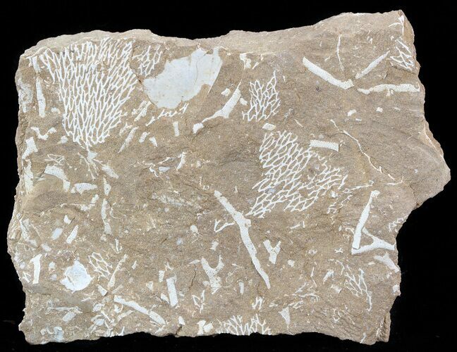 Ordovician Bryozoans (Chasmatopora) Plate - Estonia #49968